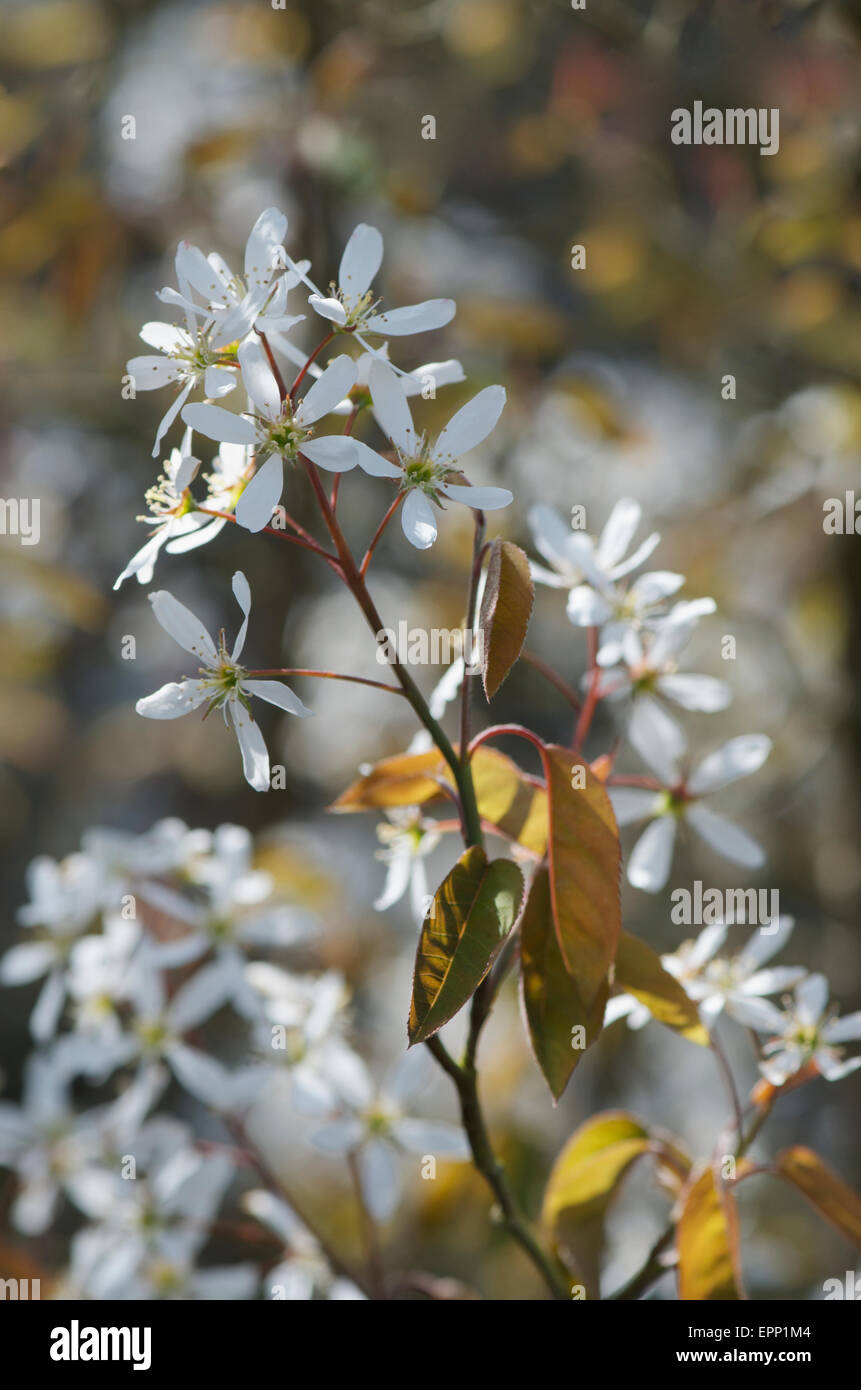 Amelanchier lamarckii also know as Snowy mespilus Stock Photo