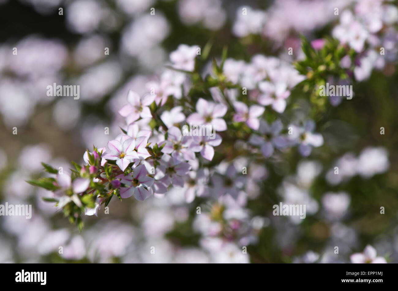Diosma ericoides -Coleonema pulchellum'Breath of Heaven' Stock Photo