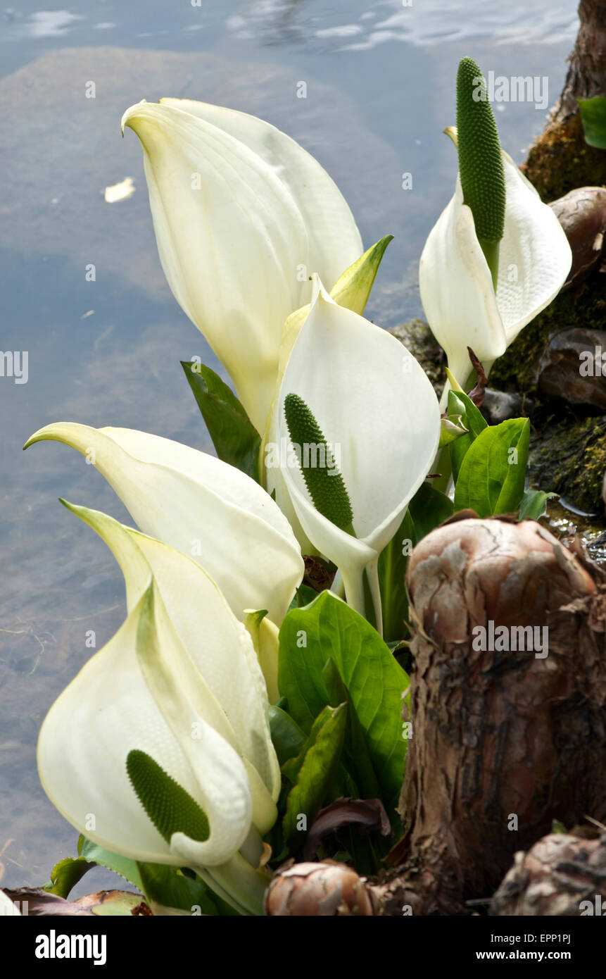 Asian Skunk Cabbage - Lysichiton camtschatcensis Stock Photo - Alamy