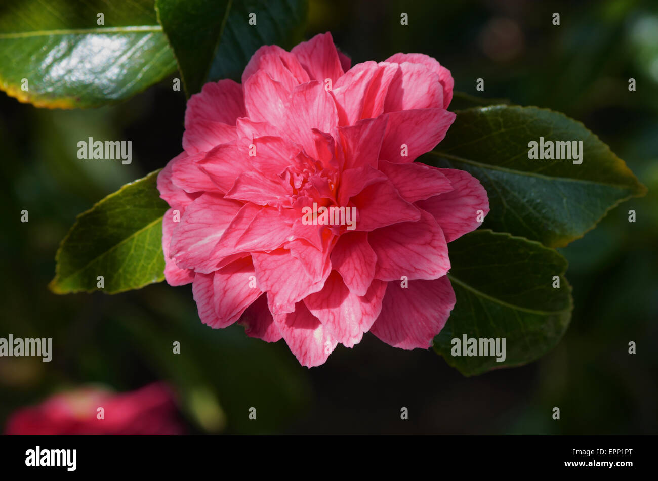 Camellia japonica 'Kumasaka' in sunlight Stock Photo