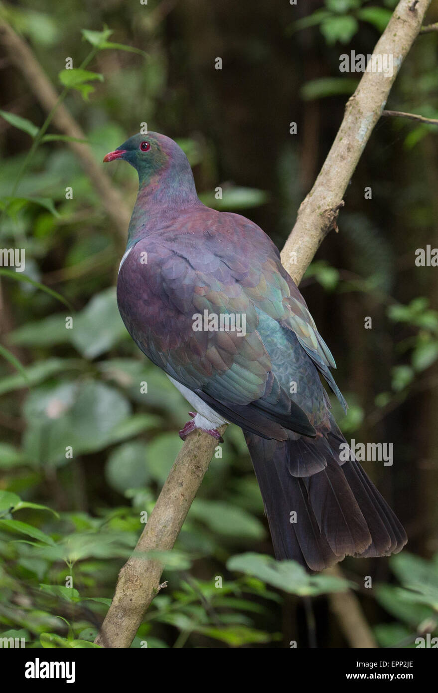 Kereru or New Zealand Pigeon Hemiphaga Novaeseelandiae is a large woodland dwelling bird endemic to NZ Stock Photo