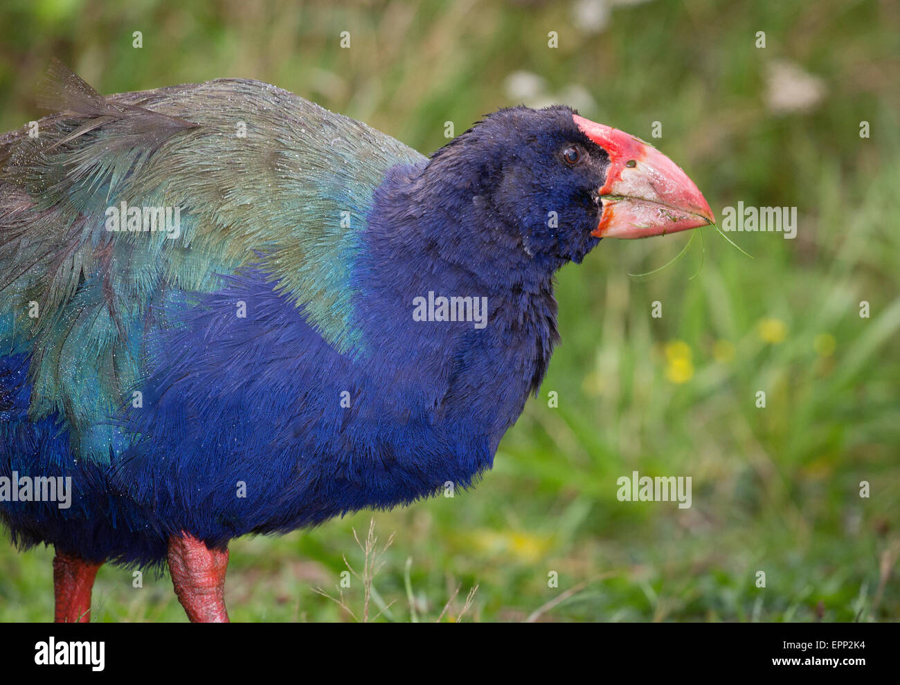 Takahe Porphyrio hochstetteri a large flightless bird of the Rail family feeding on grass on South Island New Zealand Stock Photo