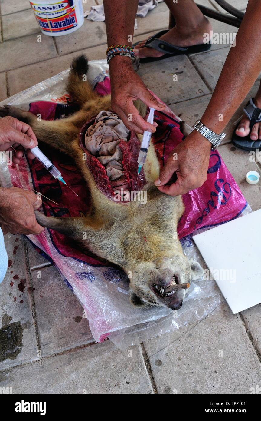 Dissecting raccoon shell dog perro hi-res stock photography and images -  Alamy