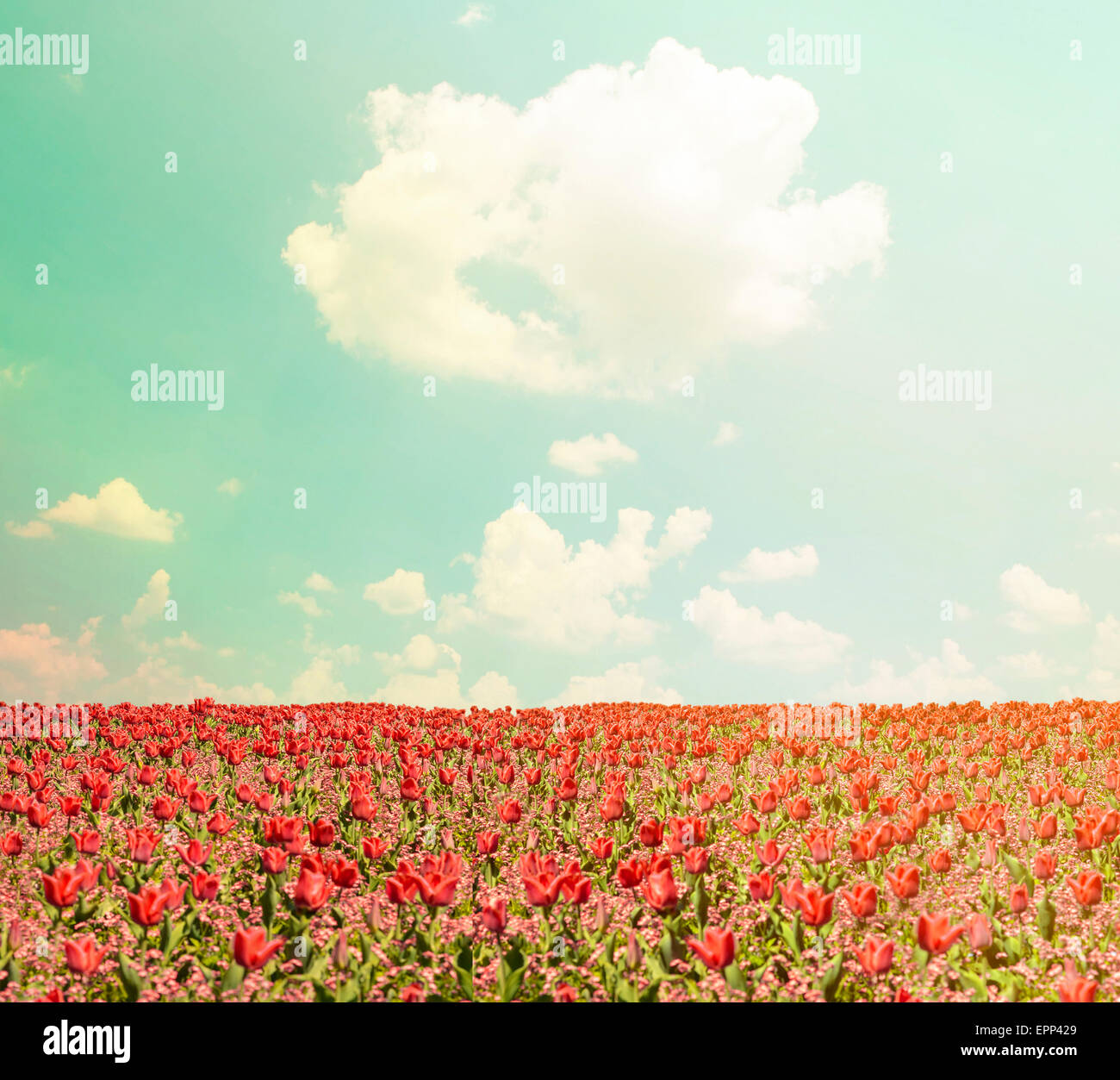 Red tulip field and blue sky landscape Stock Photo - Alamy