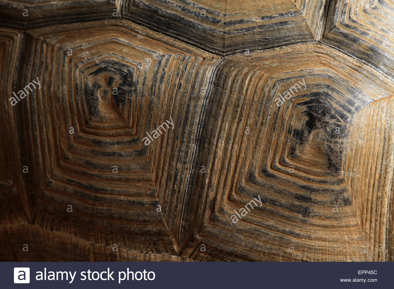 Turtle Shell Macro High Resolution Stock Photography and Images - Alamy