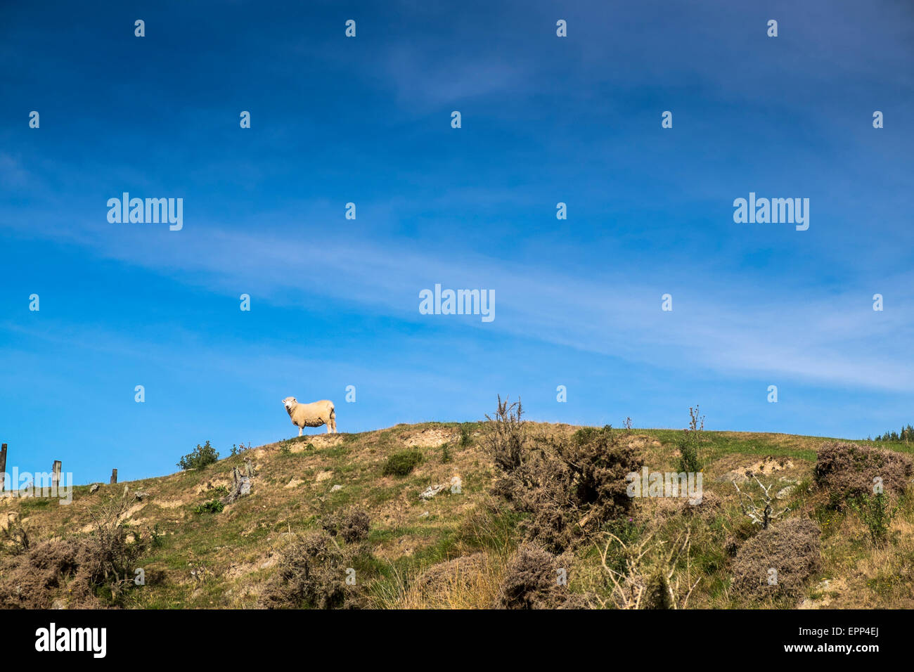 Sheep on a hill along the Cable Bay walkway, New Zealand. Stock Photo