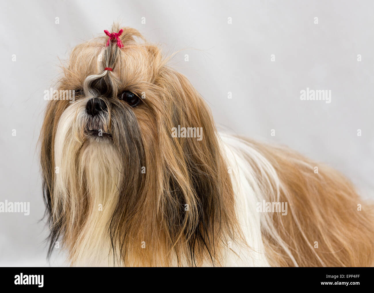 small shih tzu