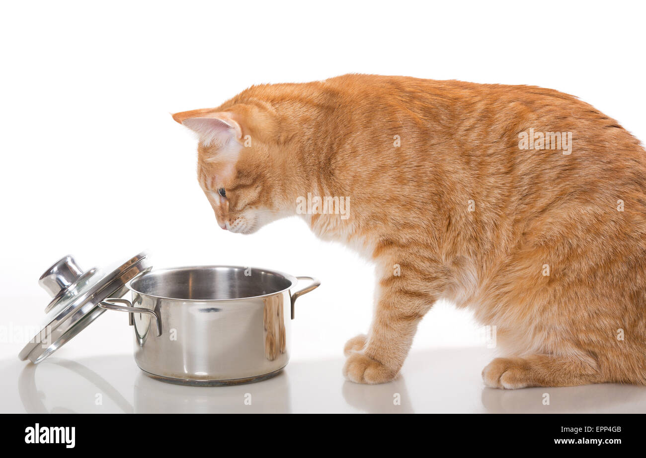 Orange,domestict cat steals food from the pot, on white background