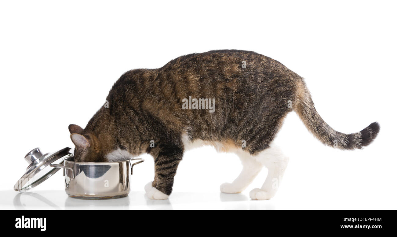 Gray,domestict cat steals food from the pot, on white background Stock