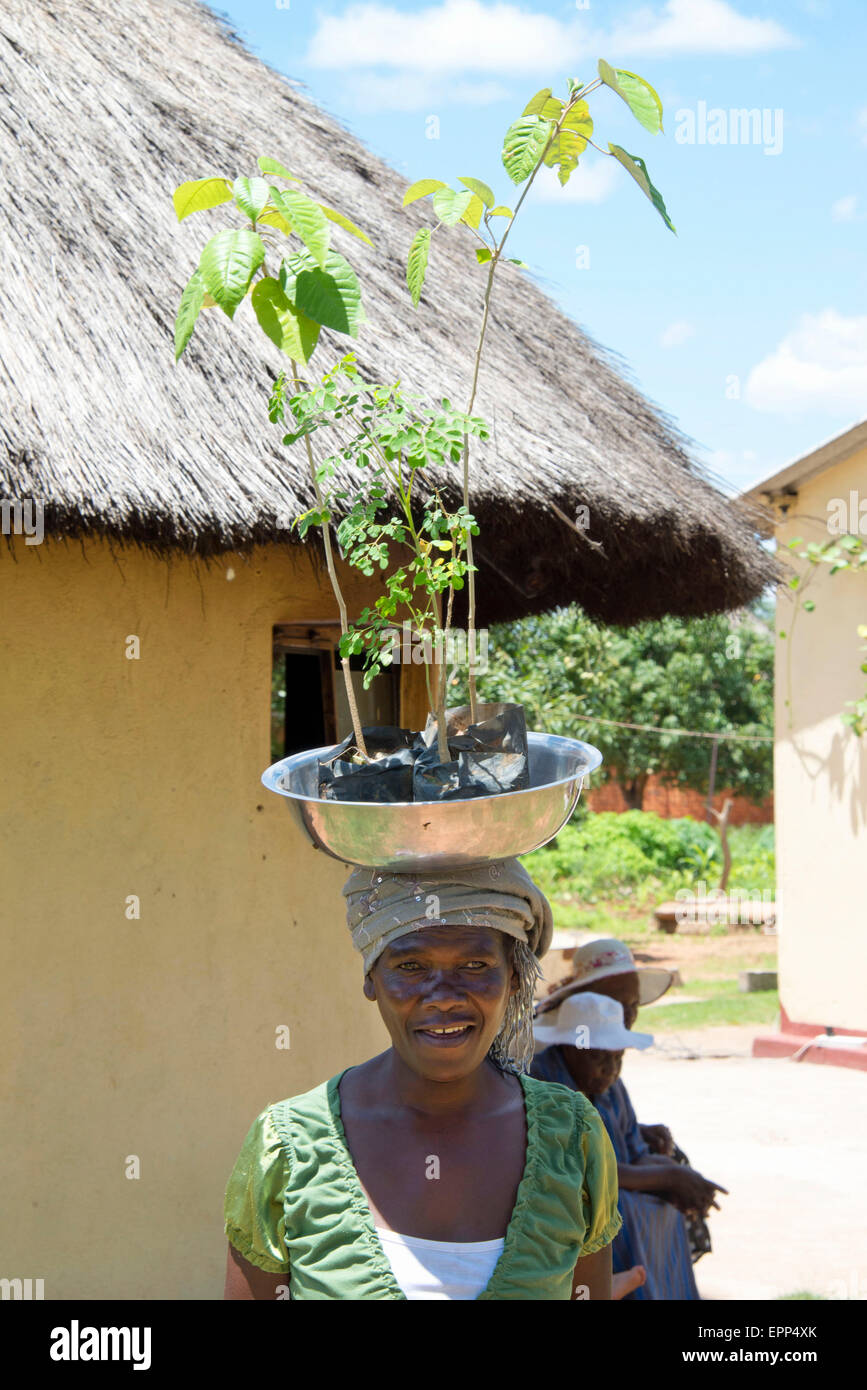 Tree planting africa hires stock photography and images Alamy