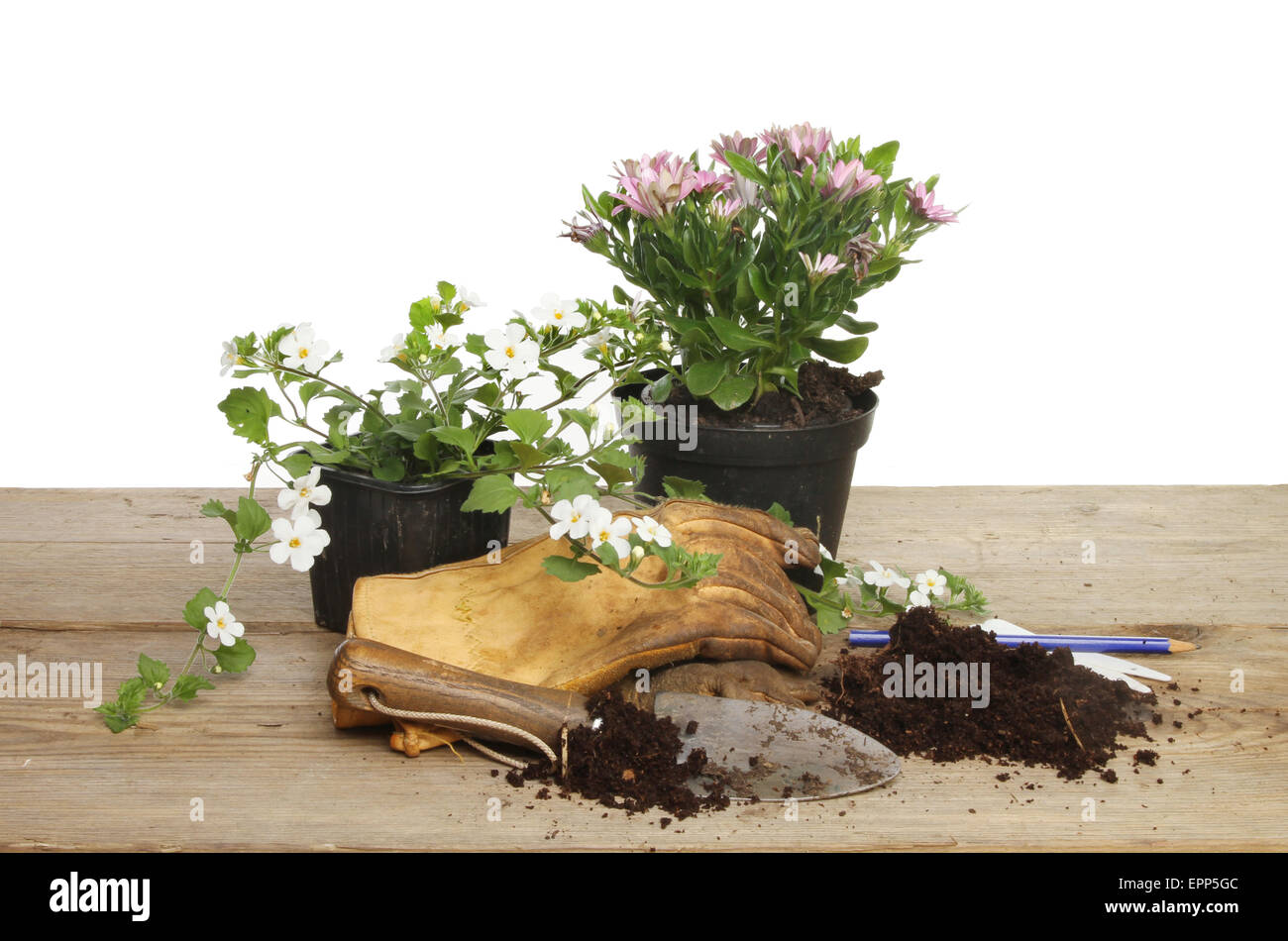 Bedding plants, compost and garden tools on a potting bench Stock Photo
