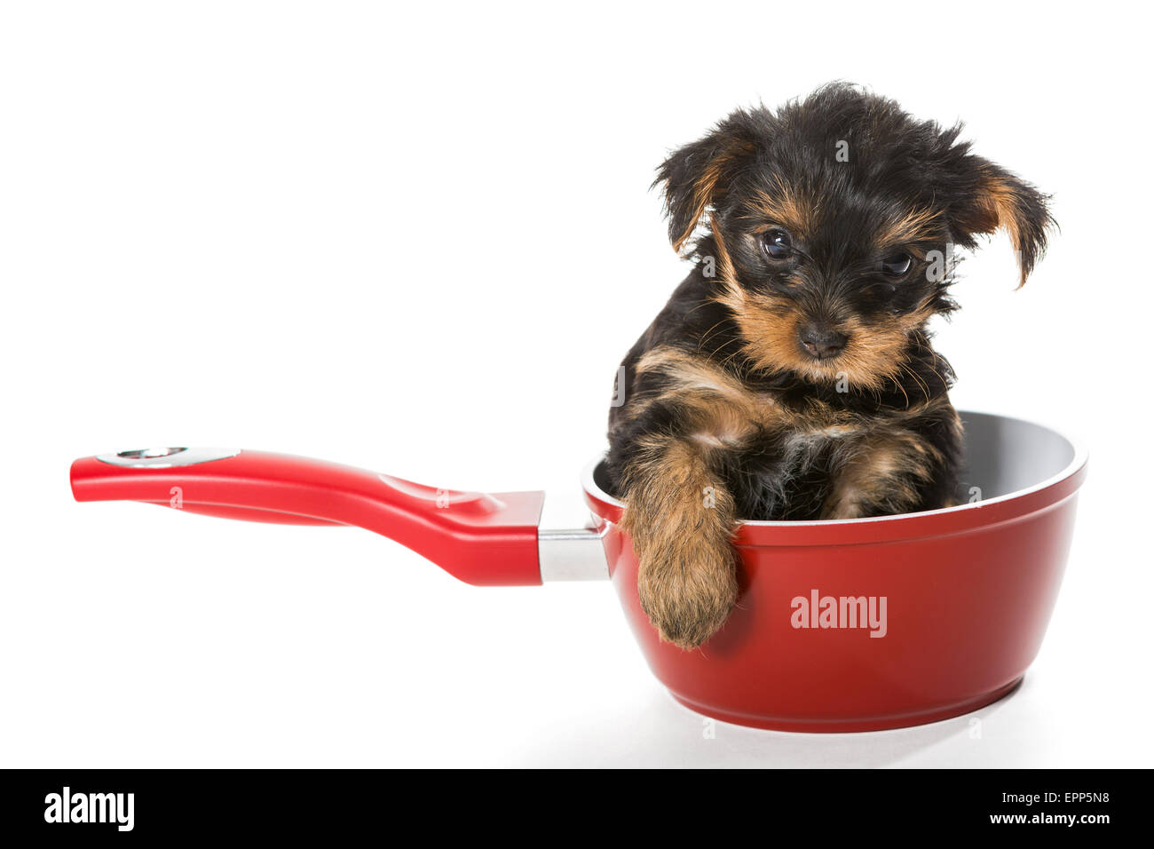 Sweet Puppy Yorkshire Terrier in a red pot isolated on white background Stock Photo