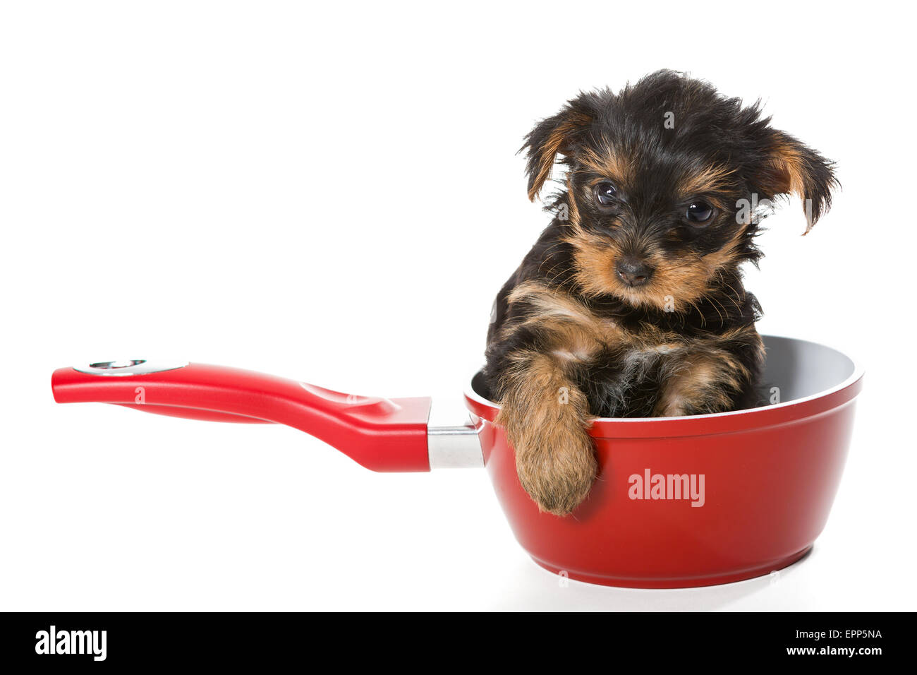 Sweet Puppy Yorkshire Terrier in a red pot isolated on white background Stock Photo