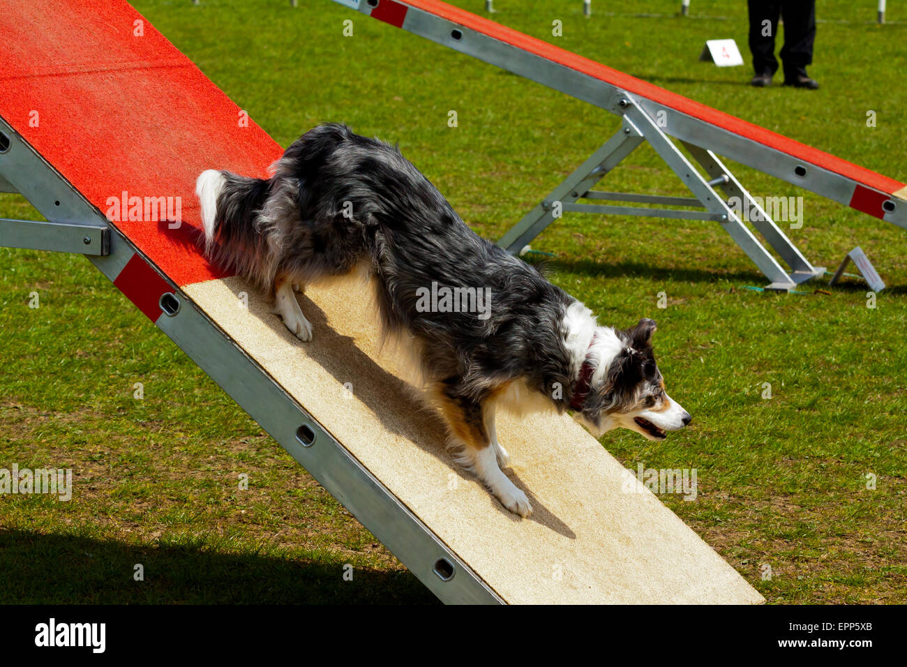 Highly trained domestic pet dog taking part in an agility competition involving jumps and ramps Derbyshire England UK Stock Photo