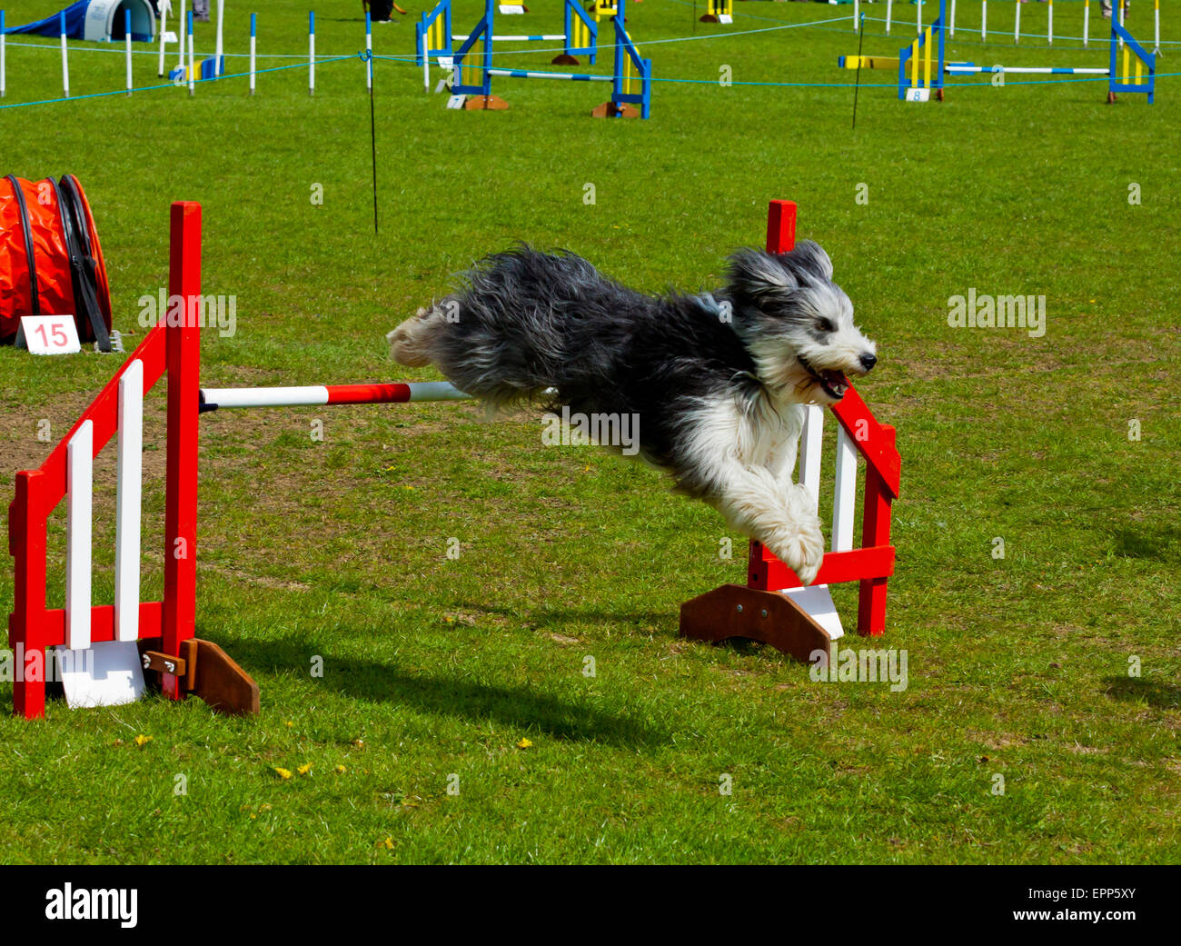 Highly trained domestic pet dog taking part in an agility competition involving jumps and ramps