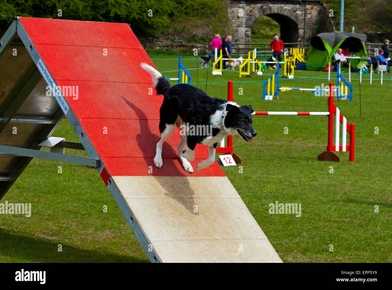 Highly trained domestic pet dog taking part in an agility competition involving jumps and ramps