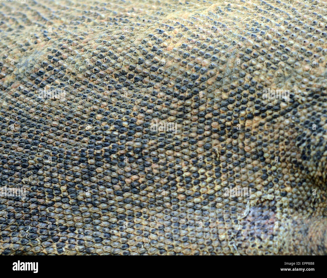 Komodo dragon skin close up Stock Photo
