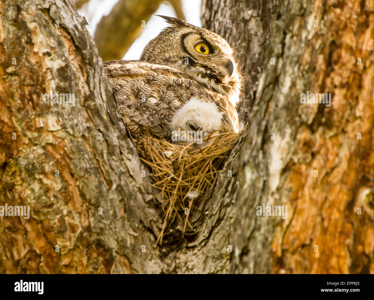 Owls, Great Horned Owl and new born Owlet in nest of a pine tree. Idaho