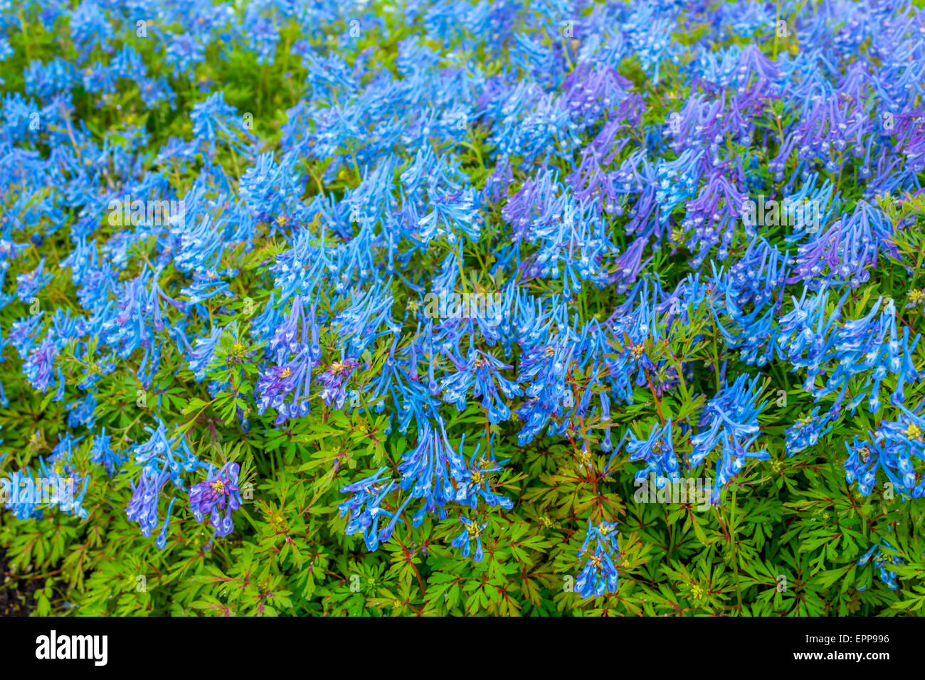 Beautiful Corydalis Flexuosa in full bloom, close up Stock Photo
