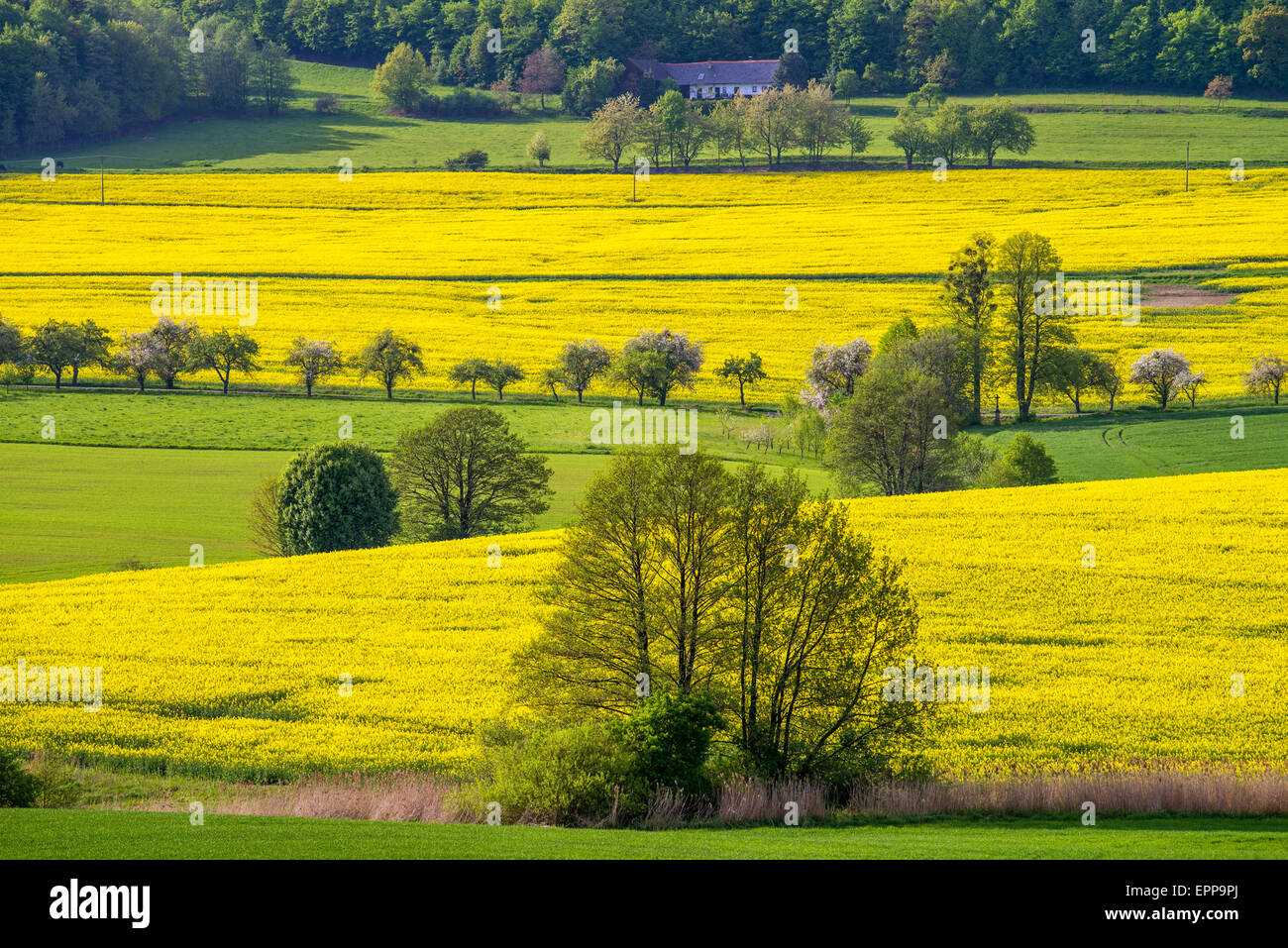 Yellow field rapeseed in bloom with blue sky and clouds Stock Photo - Alamy