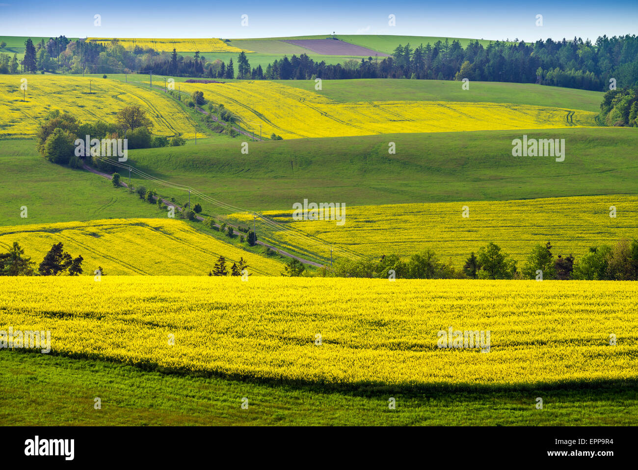 Yellow field rapeseed in bloom with blue sky and clouds Stock Photo - Alamy
