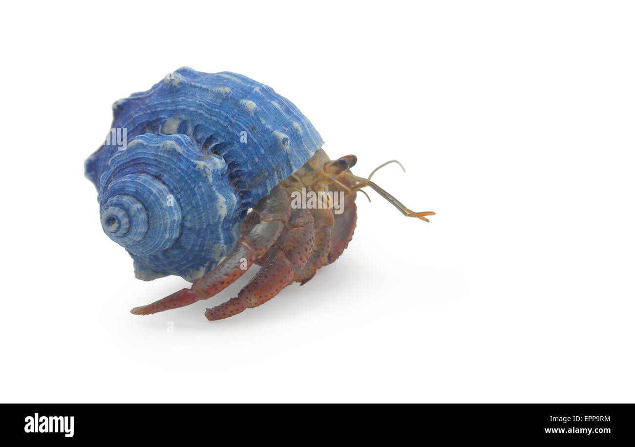 A hermit crab isolated on white side view Stock Photo
