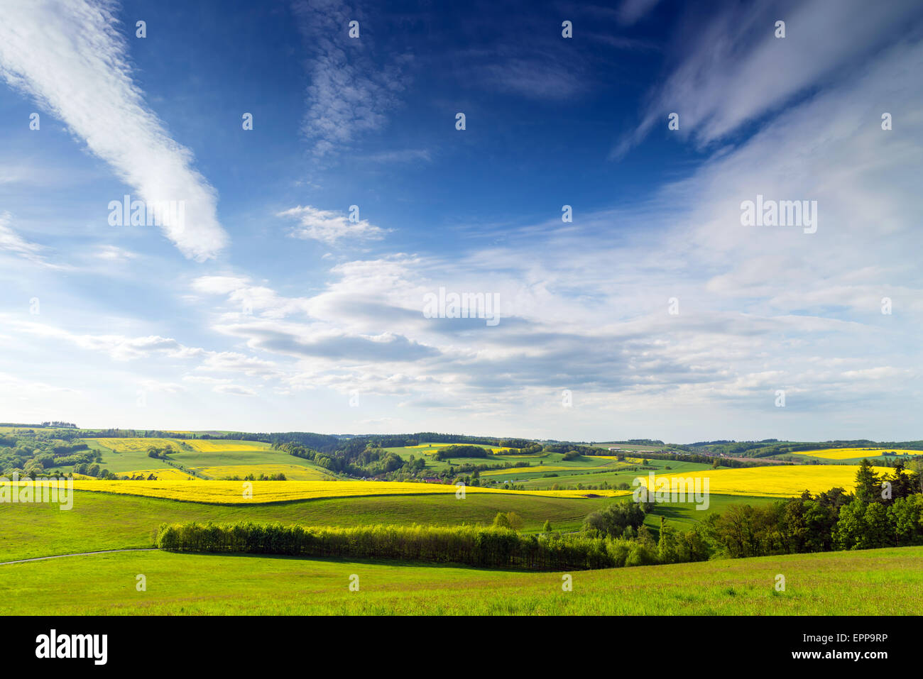 Yellow field rapeseed in bloom with blue sky and clouds Stock Photo - Alamy