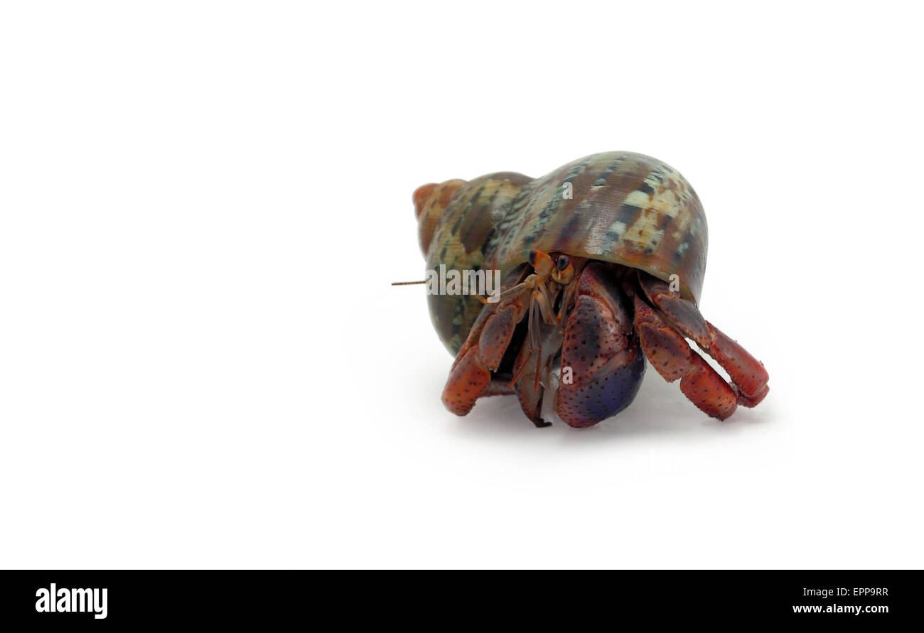 A hermit crab isolated on white pointing Stock Photo