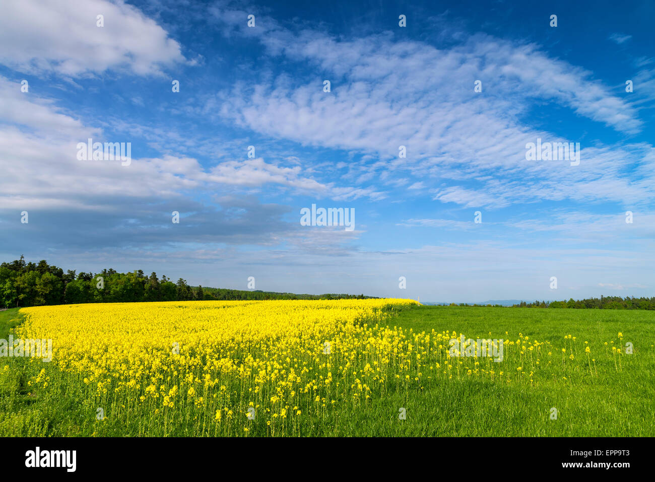 Yellow field rapeseed in bloom with blue sky and clouds Stock Photo - Alamy