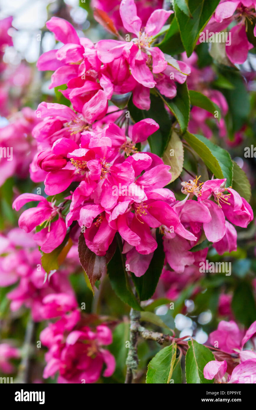 beautiful Japanese cherry tree blossom close up Stock Photo - Alamy