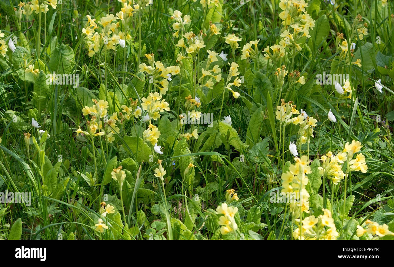 Yellow primrose in green grass full frame Stock Photo Alamy