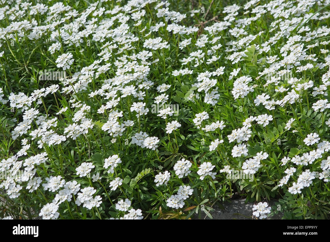 Pruit's candytuft (iberis pruitii) white flowers blossoming in spring. Stock Photo