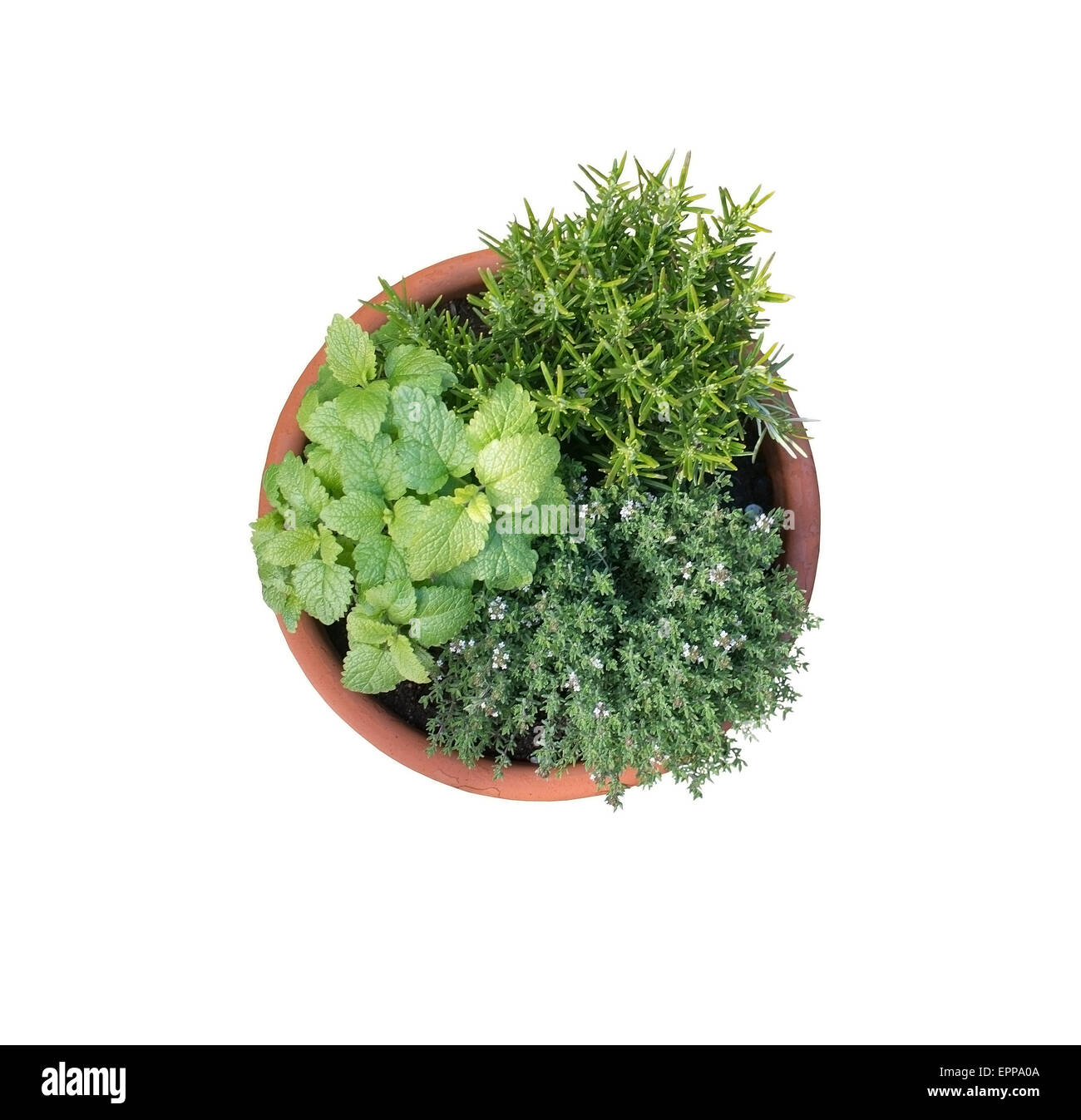 Young lemon balm, rosemary and thyme plants cultivated in terracotta