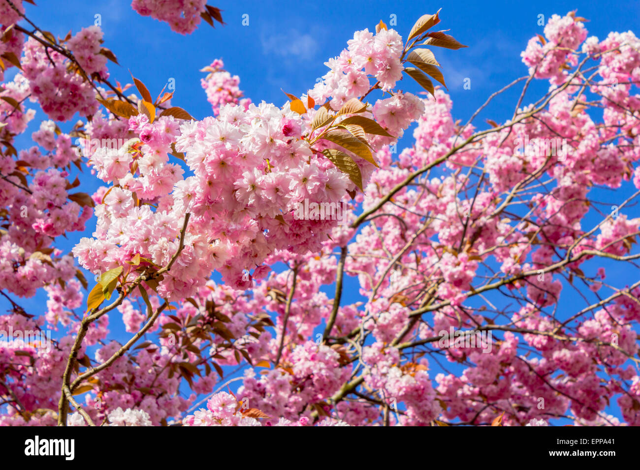 Beautiful Japanese cherry tree blossom in May Stock Photo - Alamy