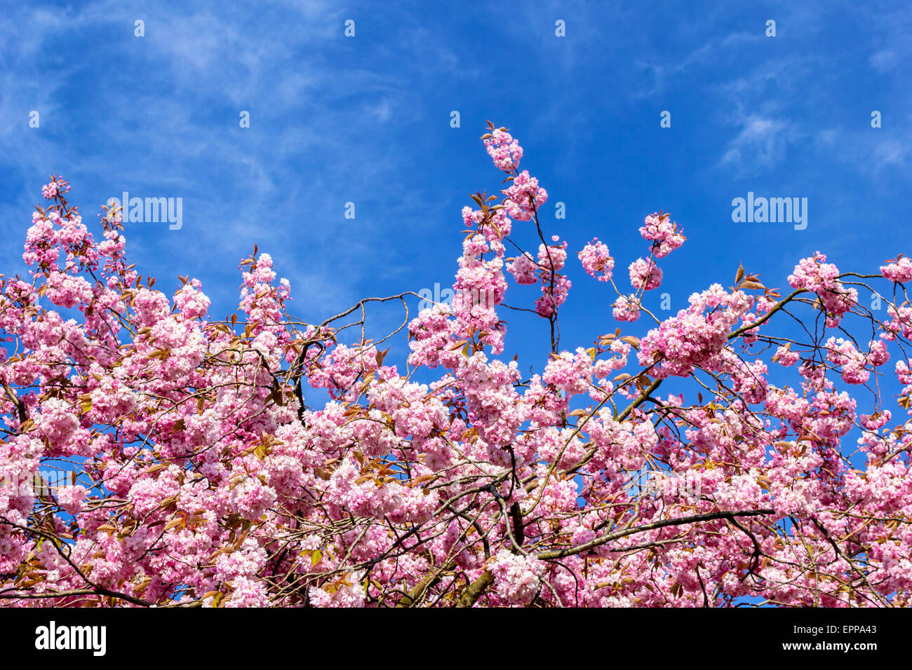 Beautiful Japanese cherry tree blossom in May Stock Photo - Alamy