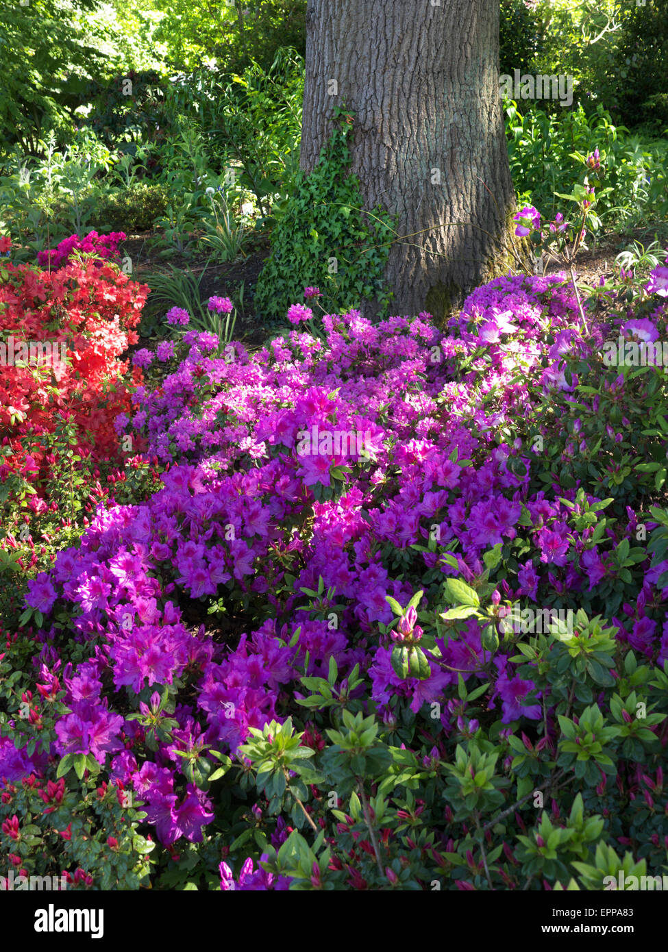 Lush sunlit purple Rhododendron in dappled shade with full spring bloom Stock Photo