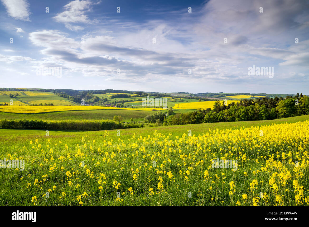Yellow field rapeseed in bloom with blue sky and clouds Stock Photo - Alamy