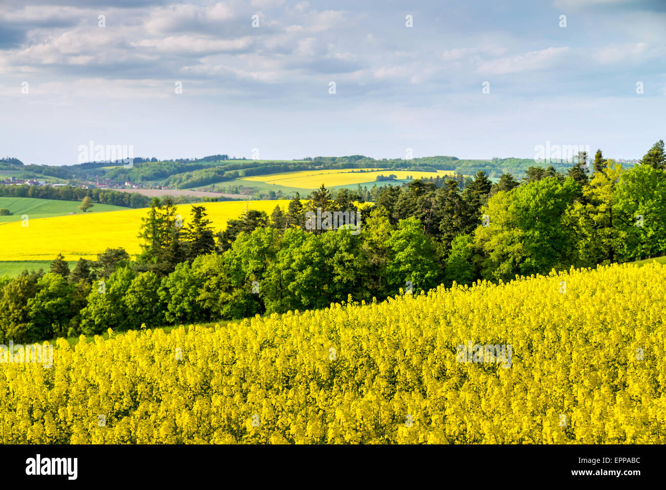 Yellow field rapeseed in bloom with blue sky and clouds Stock Photo - Alamy