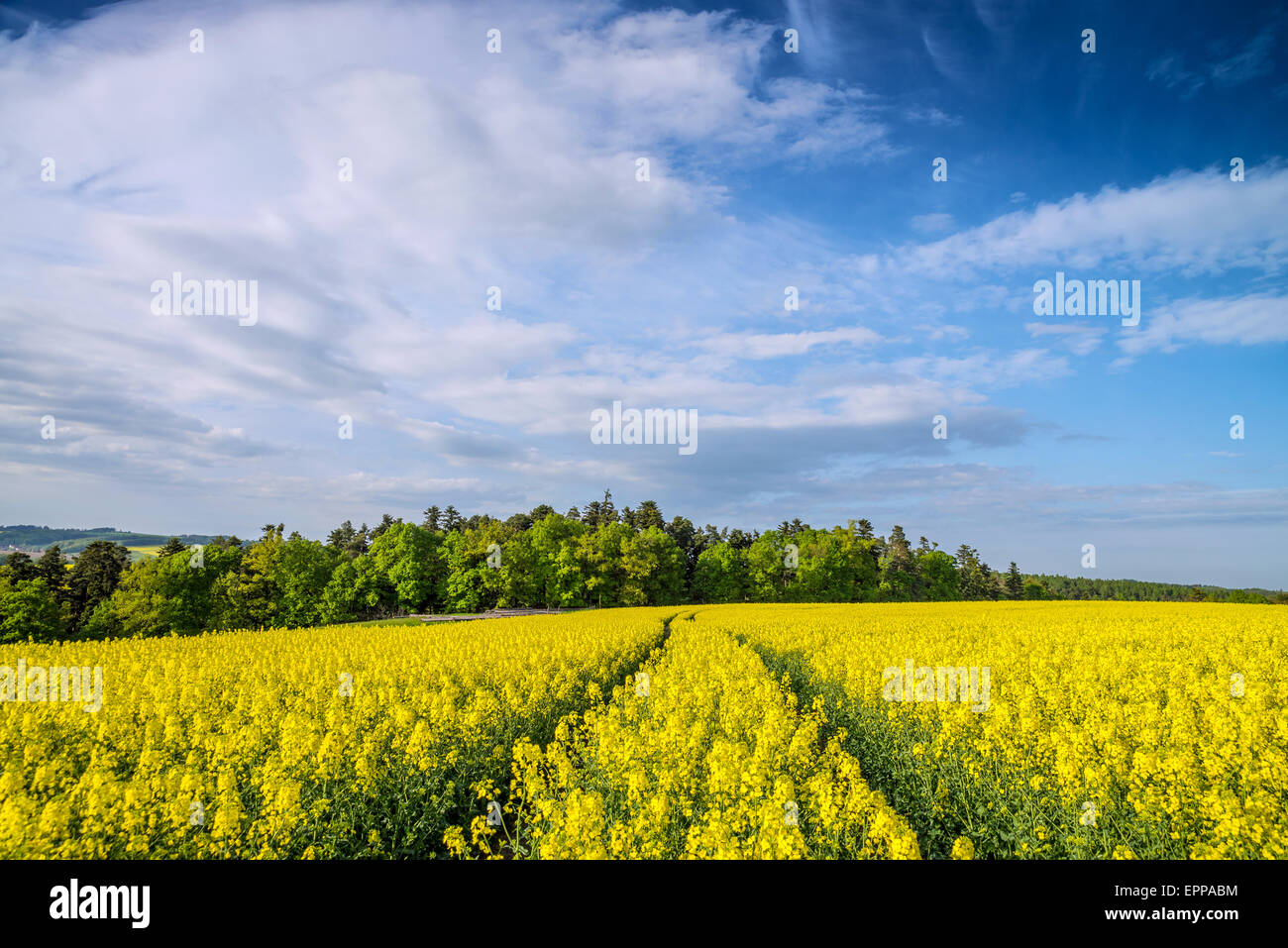 Yellow field rapeseed in bloom with blue sky and clouds Stock Photo - Alamy