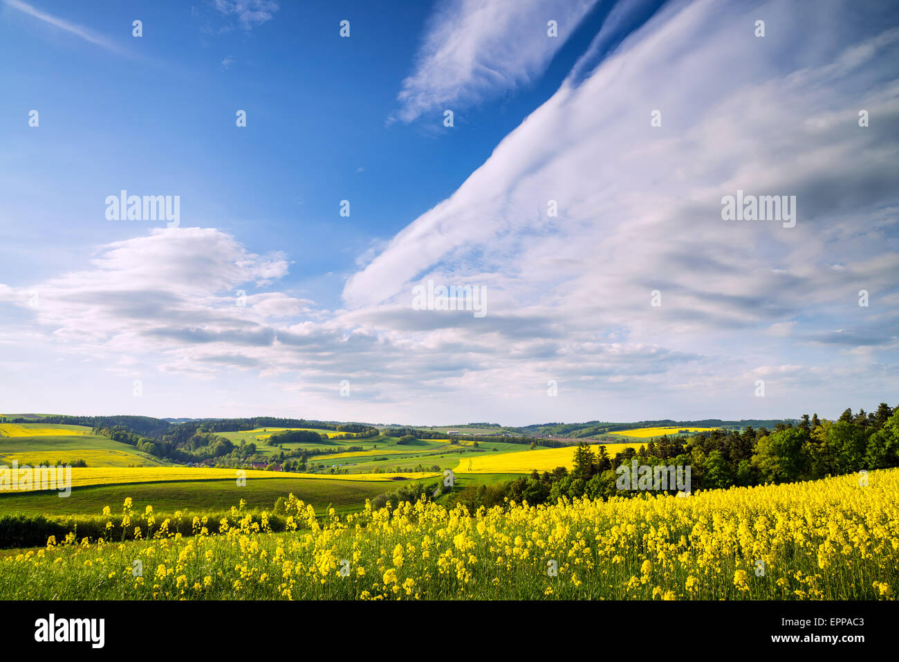 Yellow field rapeseed in bloom with blue sky and clouds Stock Photo - Alamy