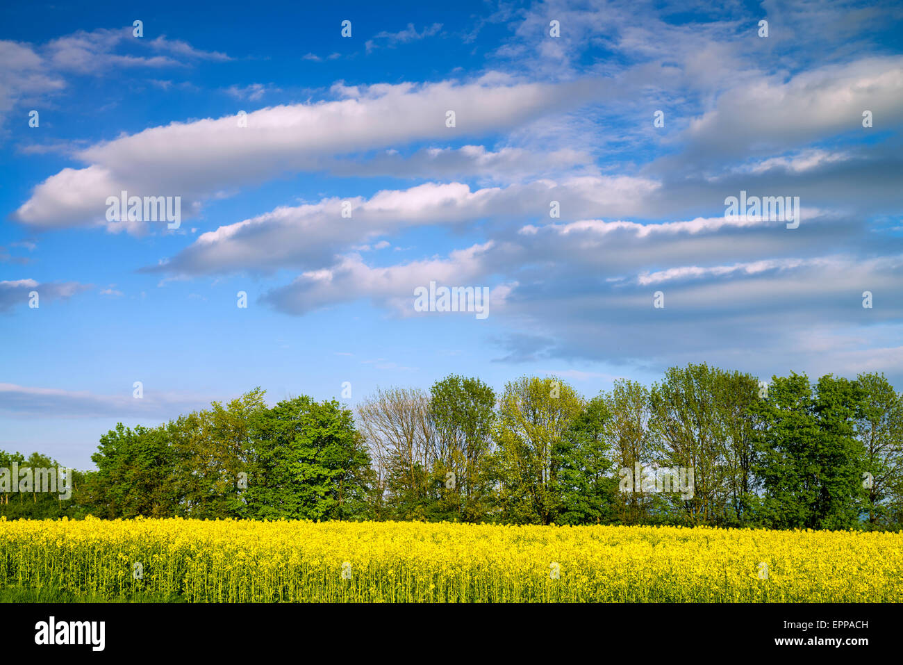 Yellow field rapeseed in bloom with blue sky and clouds Stock Photo - Alamy