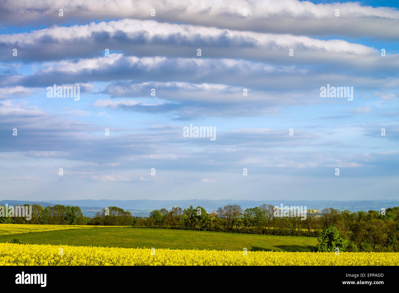 Yellow field rapeseed in bloom with blue sky and clouds Stock Photo - Alamy