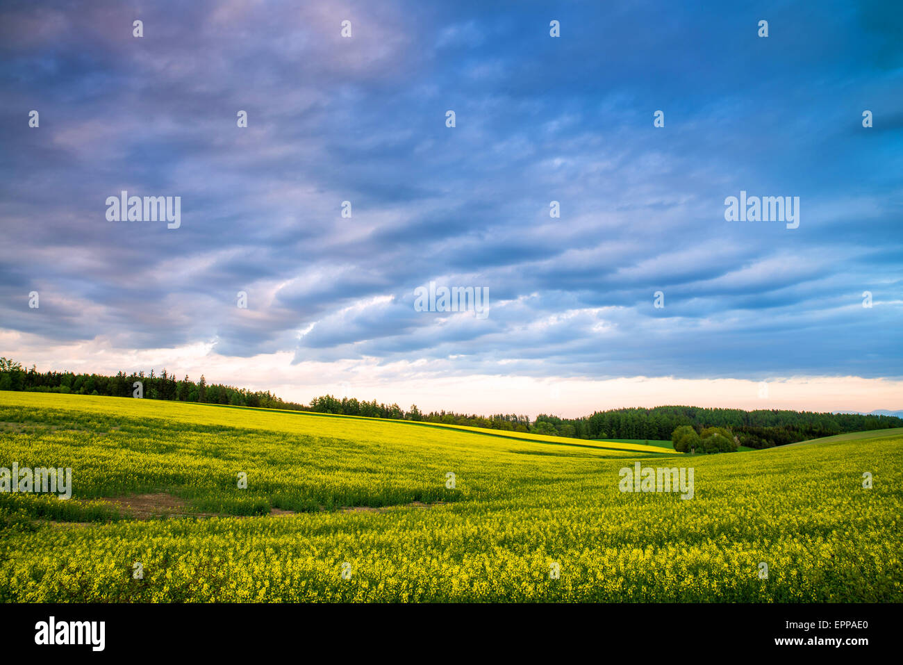 Yellow field rapeseed in bloom with blue sky and clouds Stock Photo - Alamy