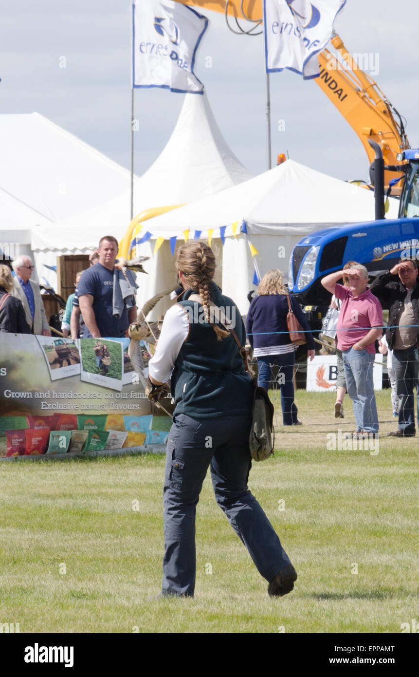 CJ Birds flying demonstration at Essex Young Farmers Show 2015 Stock Photo