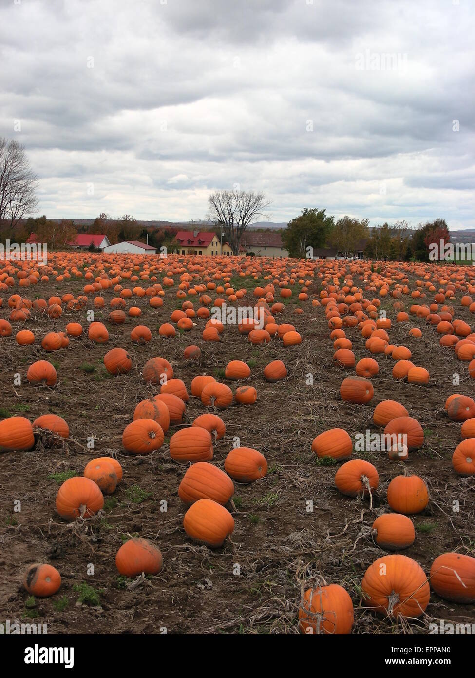 a pumpkin field in the fall Stock Photo - Alamy