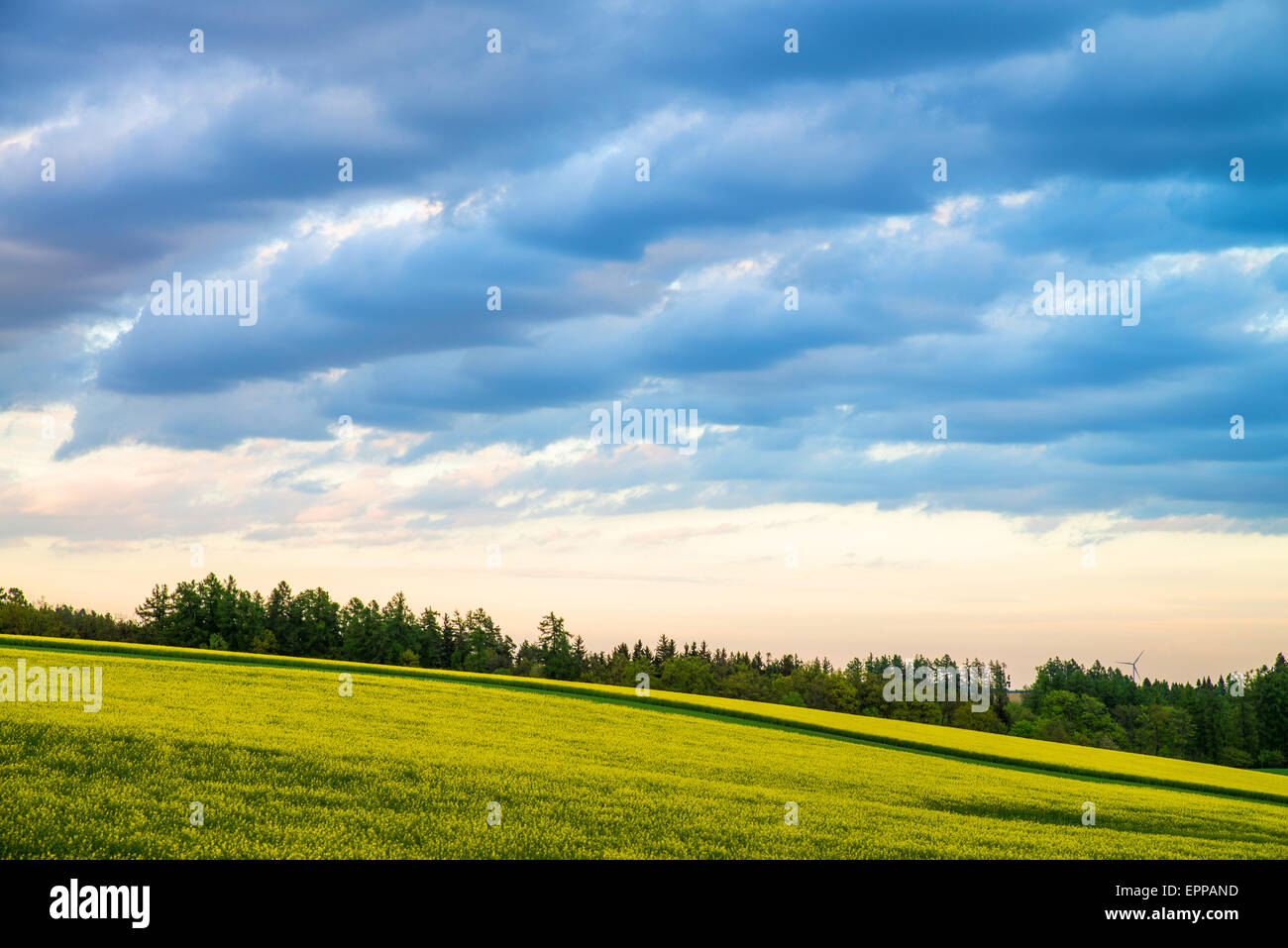 Yellow field rapeseed in bloom with blue sky and clouds Stock Photo - Alamy