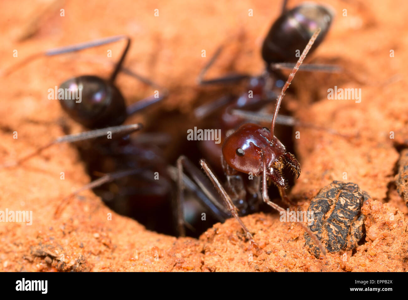 How to kill ants and nest