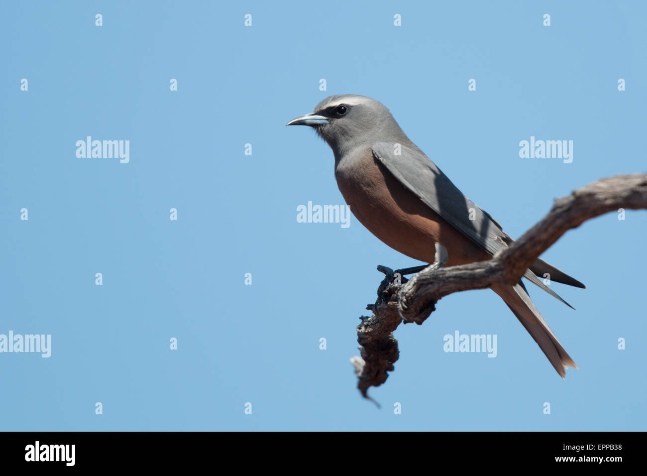 White-browed Woodswallow (Artamus superciliosus) Stock Photo