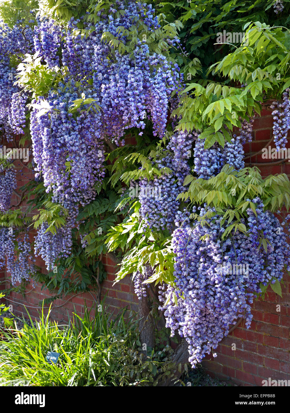 Profusion of Wisteria in full bloom, growing against a red brick wall in UK garden Stock Photo