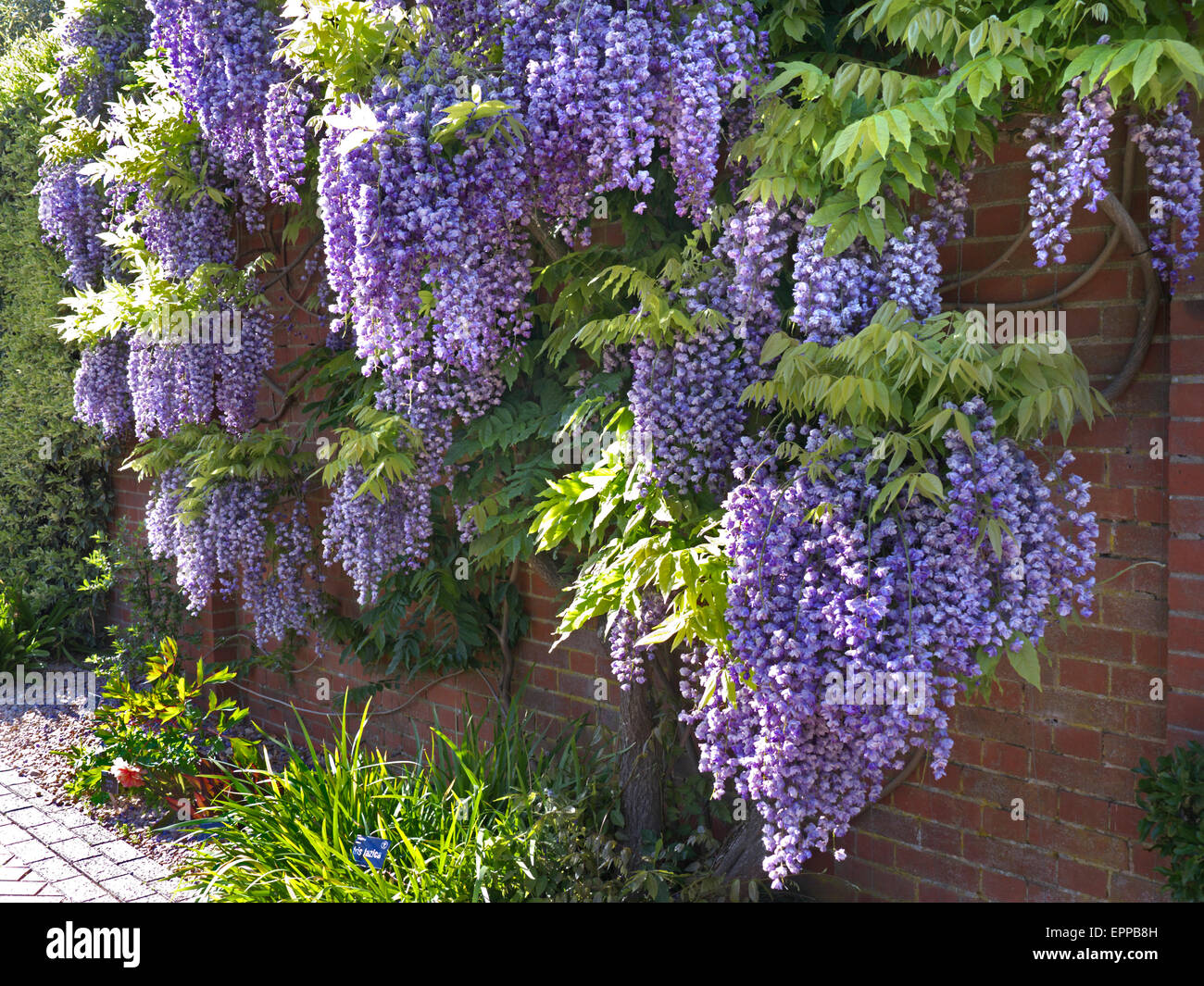 WISTERIA SINENSIS Profusion of typical Wisteria in perfect full bloom, growing against a red brick wall UK Stock Photo
